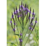 Blue Vervain